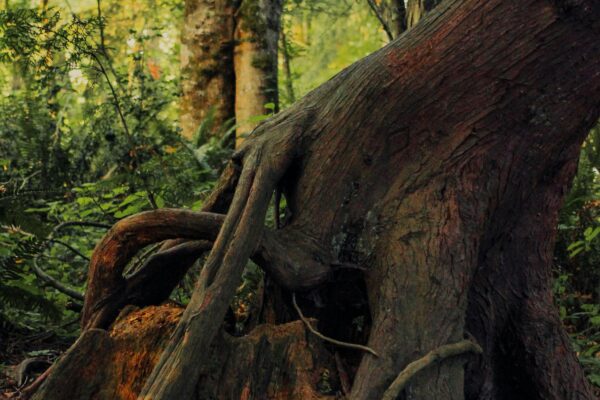 The History of the Origin of Earth and Life: From Cosmic Dust to Living Beings