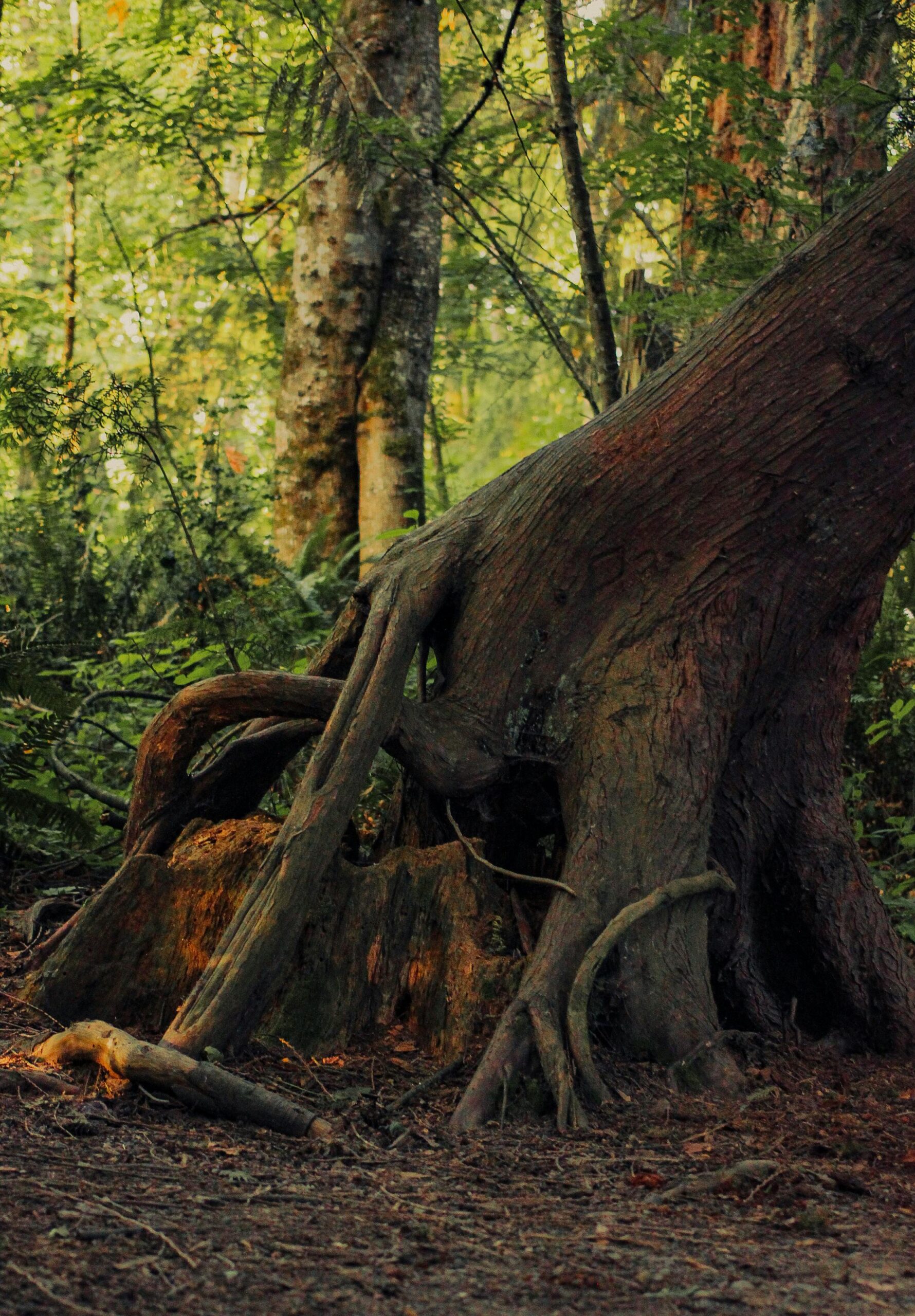 The History of the Origin of Earth and Life: From Cosmic Dust to Living Beings