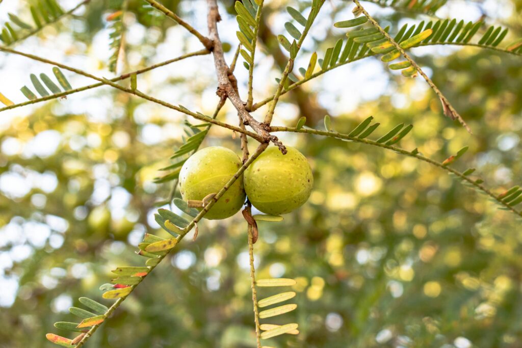 Health Benefits of Nellikai