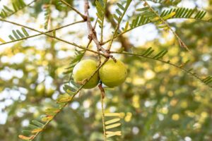 Health Benefits of Nellikai: Nature’s Powerhouse of Nutrition
